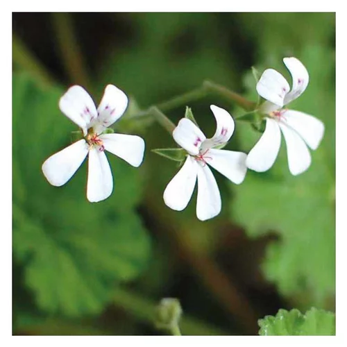 Géranium odorant blanc. Le pot de 9 x 9 cm