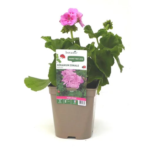 Géranium zonale mauve Le pot de 12 x 12 cm