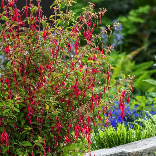 Fuchsia ‘Riccartonii’ - Le pot de 2 litres