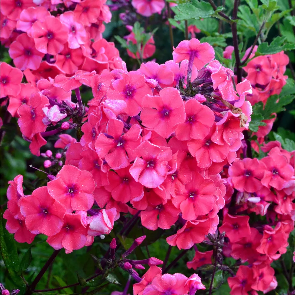 Phlox paniculé Starfire Phlox paniculata Starfire