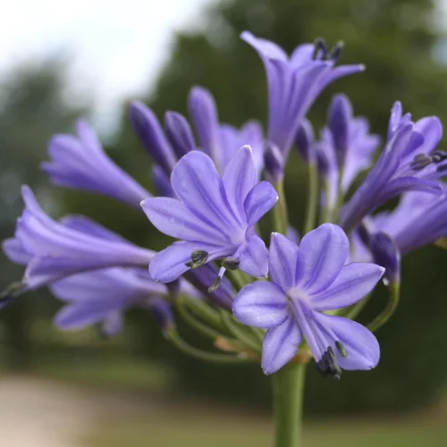 Agapanthe Bleu. Le pot de 2 litres