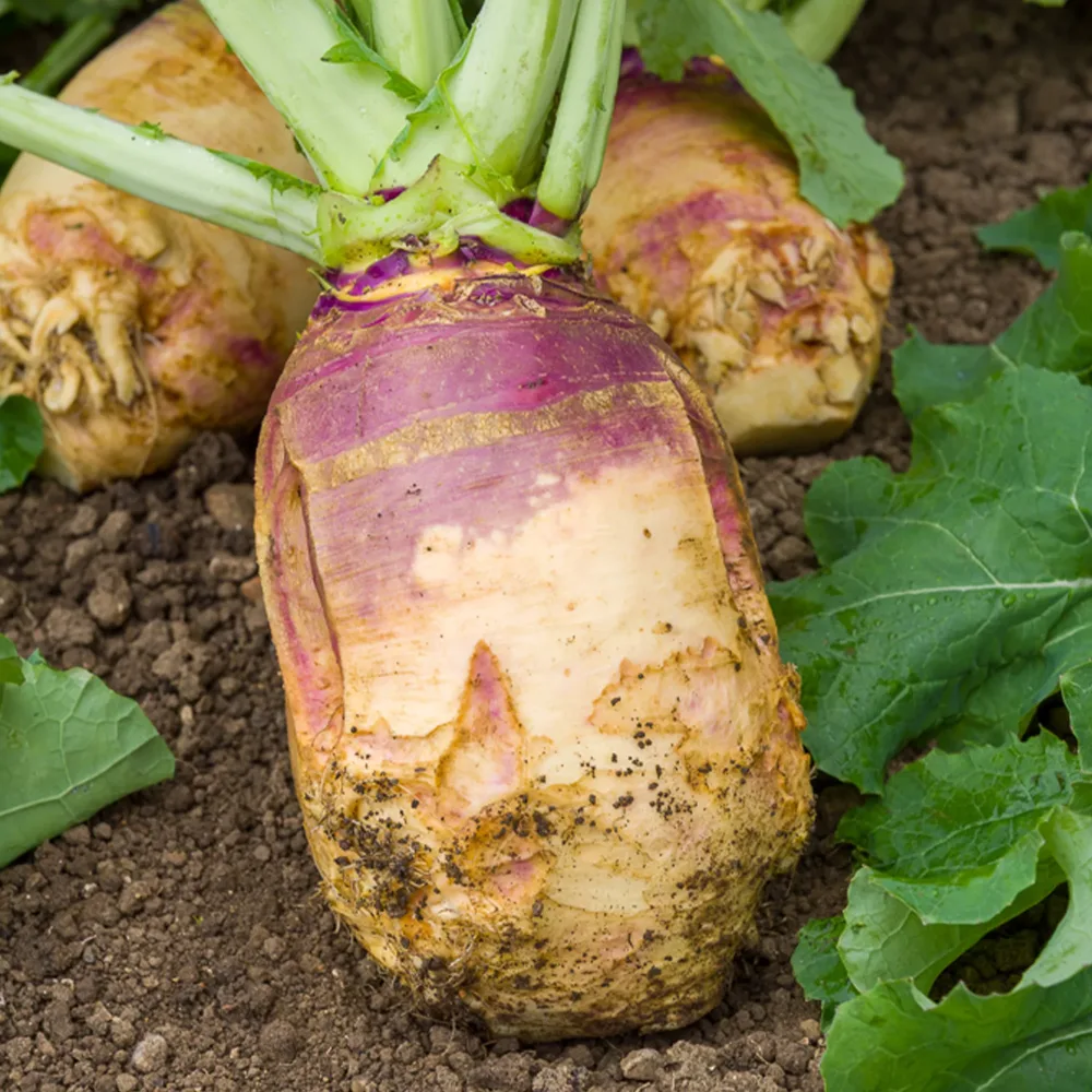 Chou rutabaga Champion jaune à collet rouge Brassica napus champion