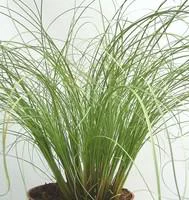 Carex - Le pot de 3 litres
