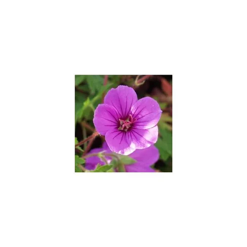 Geranium Dilys - Le pot de 1 litre
