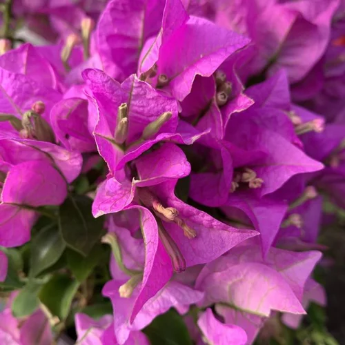Bougainvillier. Le pot de 2,5 litres