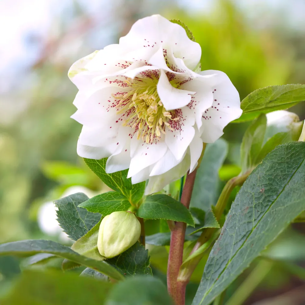 2 Hellébores d'Orient doubles blanches spotted Helleborus orientalis Double Ellen White Spotted
