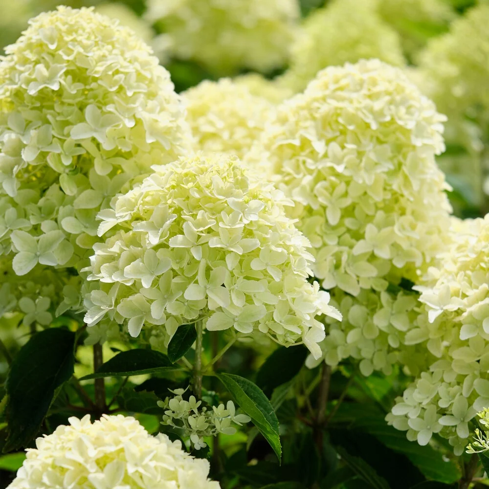 Hortensia paniculé Whitelight Hydrangea paniculata Whitelight