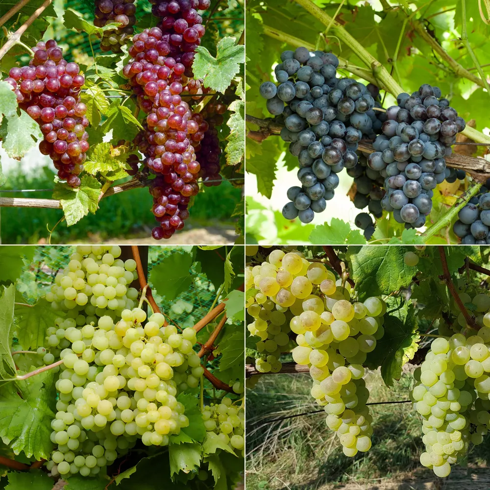 Collection de 4 vignes Vitis vinifera Chasselas rose, Muscat de Hambourg, Exalta, Chasselas de Fontainebleau