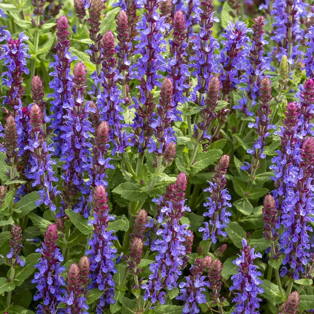 Sauge des bois Sensation Deep Blue Salvia nemorosa Sensation Deep Blue