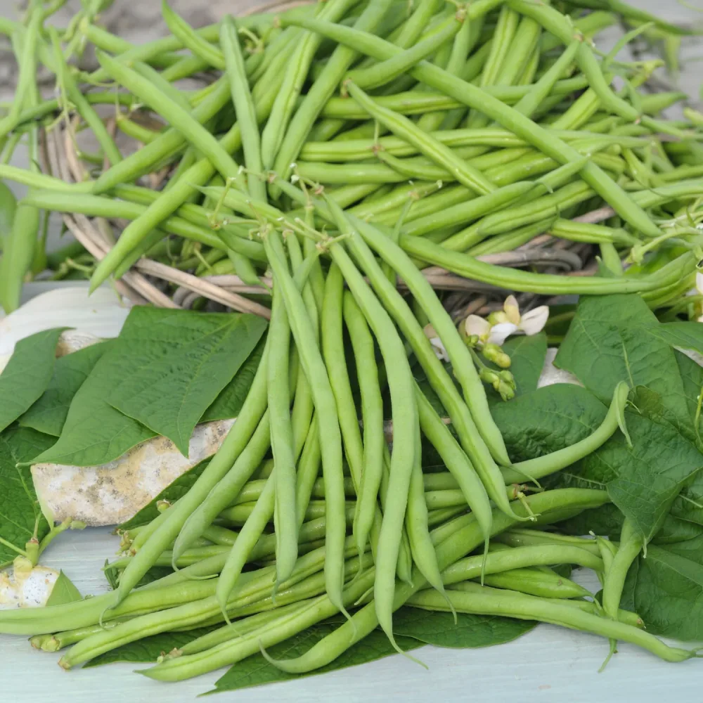 Haricot nain mangetout Castandel Phaseolus vulgaris nain mangetout castandel (obt. clause)