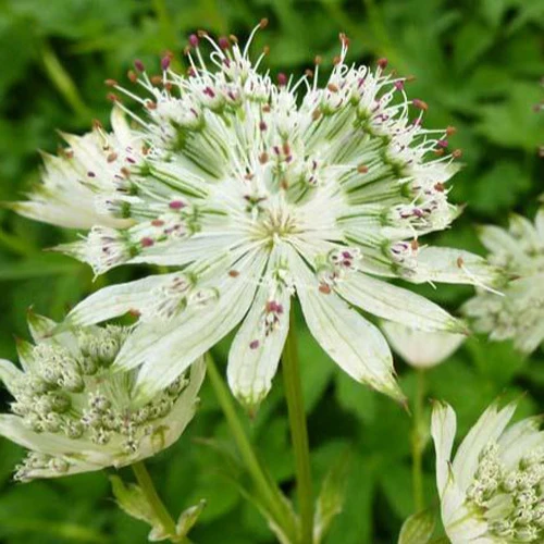 Grande astrance Snow Star Astrantia major snow star