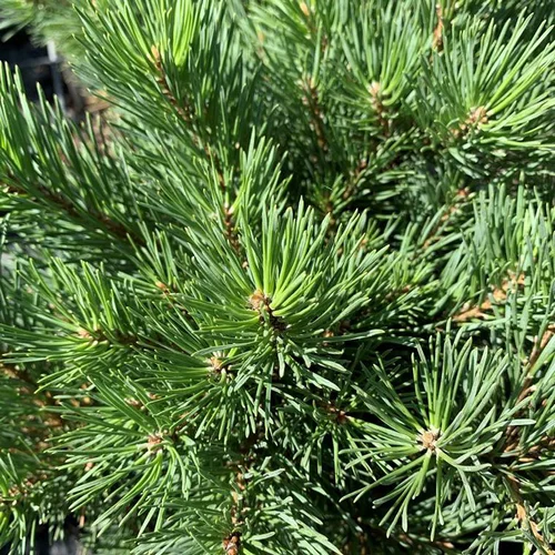 Pin sylvestre (Pinus Sylvestris) Watereri 30/40. Le pot de 3 litres