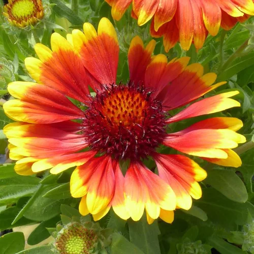 Gaillarde Varié - Le pot de 7,5 litres