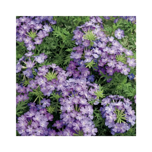 Verveine retombante bleu clair et foncé - Le pack de 6 plants