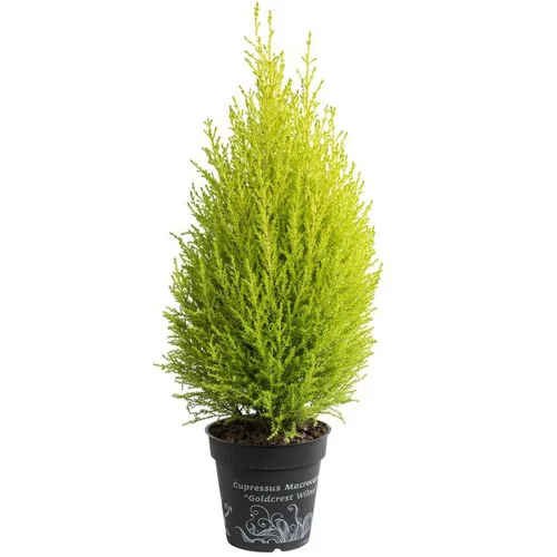 Cupressus Gold Crest - Le pot de 2.5 litres