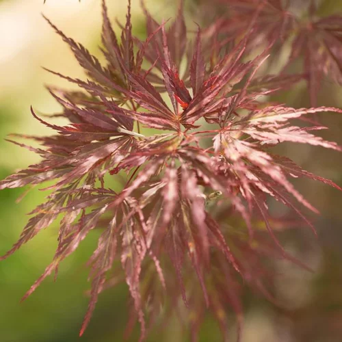 Érable du Japon variété Dissectum Tamukeyama rouge. Le pot de 16 litres