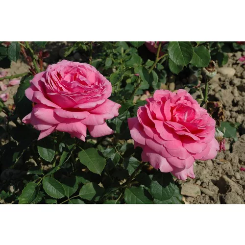 Rosier Grandes Fleurs – Pot de 5L