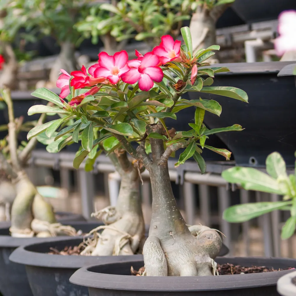 Rose du désert Adenium obesum