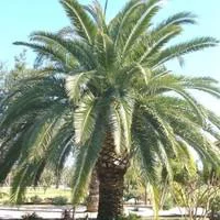 Phoenix Canariensis ou Dattier des Canaries en pot de 3 L