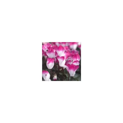 Cyclamen à grandes fleurs Indiaca® - Le pot de 1 litre