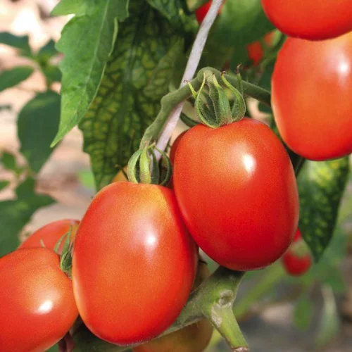 Tomate Allongée Cencara bio. Le pot de 9 x 9 cm