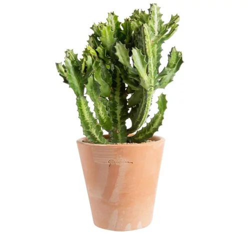 Euphorbia pseudocactus en pot terre cuite H 10 x Ø 20 cm