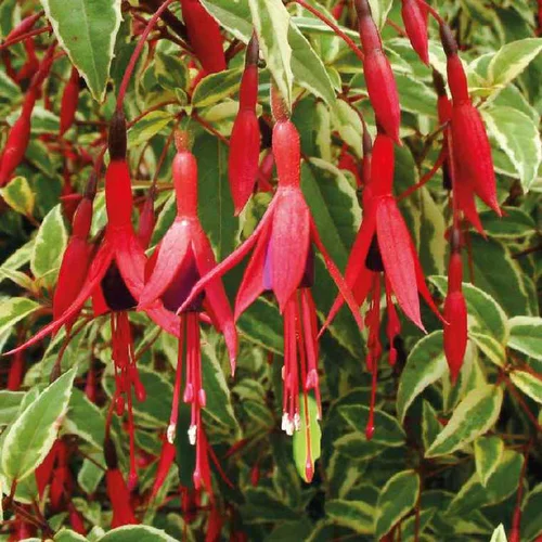 Fuchsia Magellanica Variegata - Le pot de 9 x 9 cm
