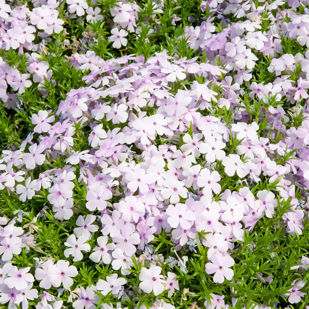 Phlox nain Lilac Cloud Phlox douglasii lilac cloud