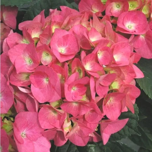 Hortensia (Hydrangea Macrophylla) multicolore. Le pot de 7 litres