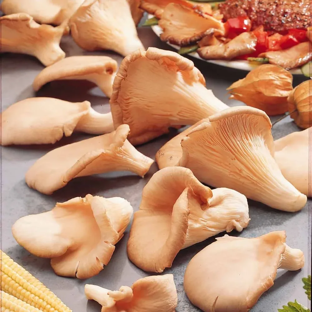 Kit champignon Pleurote Pleurotus ostreatus
