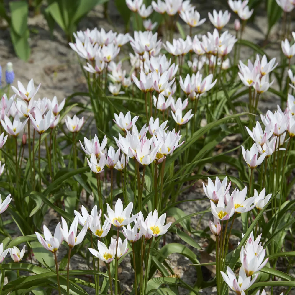 10 Tulipes botaniques Hilde Tulipa botanical Hilde