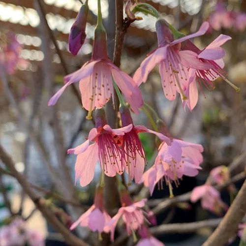 Cerisier à fleurs Prunus Serrulata Okame. Le pot de 4 litres