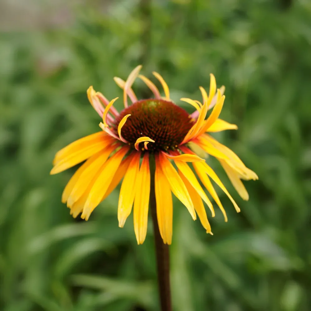 Échinacée pourpre Funky Yellow Echinacea purpurea funky yellow