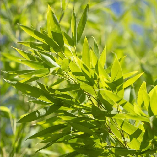 Bambou Phyllostachys Aurea vert. Le pot de 30 litres, 200/250 cm