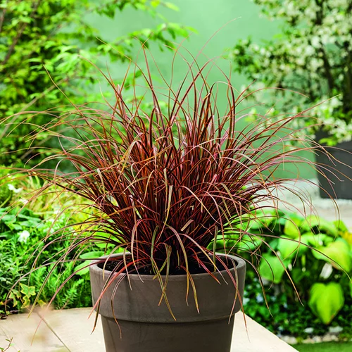 Uncinia rouge botanic®. Le pot de 1 litre