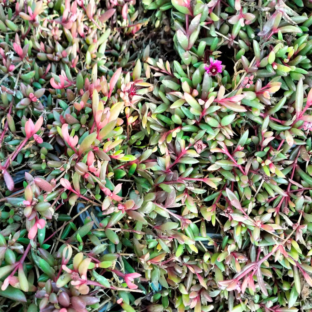 Delosperma Desert Dancer Red Delosperma Desert Dancer Red