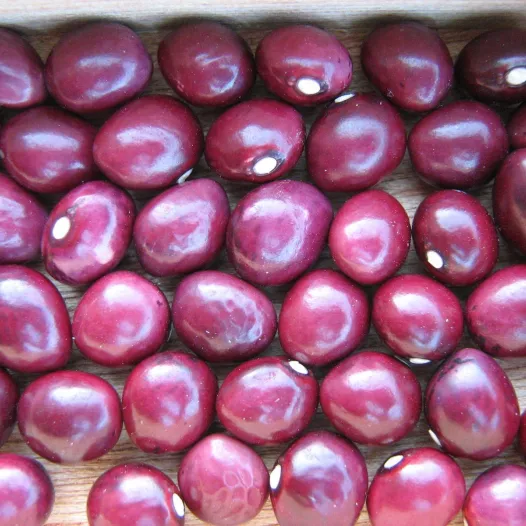 Bio zaden van stokdroogboon Coco rose van de Maas