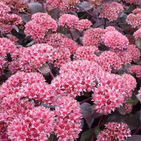 Sedum José Aubergine Sedum josé aubergine