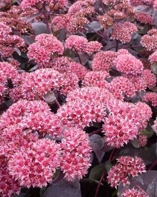 Sedum José Aubergine Sedum josé aubergine
