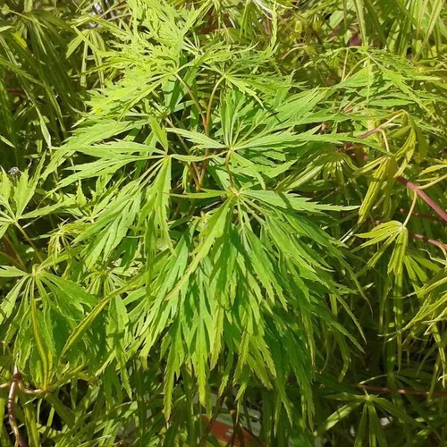 Erable du JaponGreffe Viridis 1/4 tige. Le pot de 10 litres
