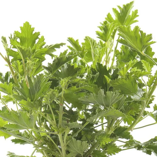 Pélargonium odorant citron - Le pot de Ø 14 cm