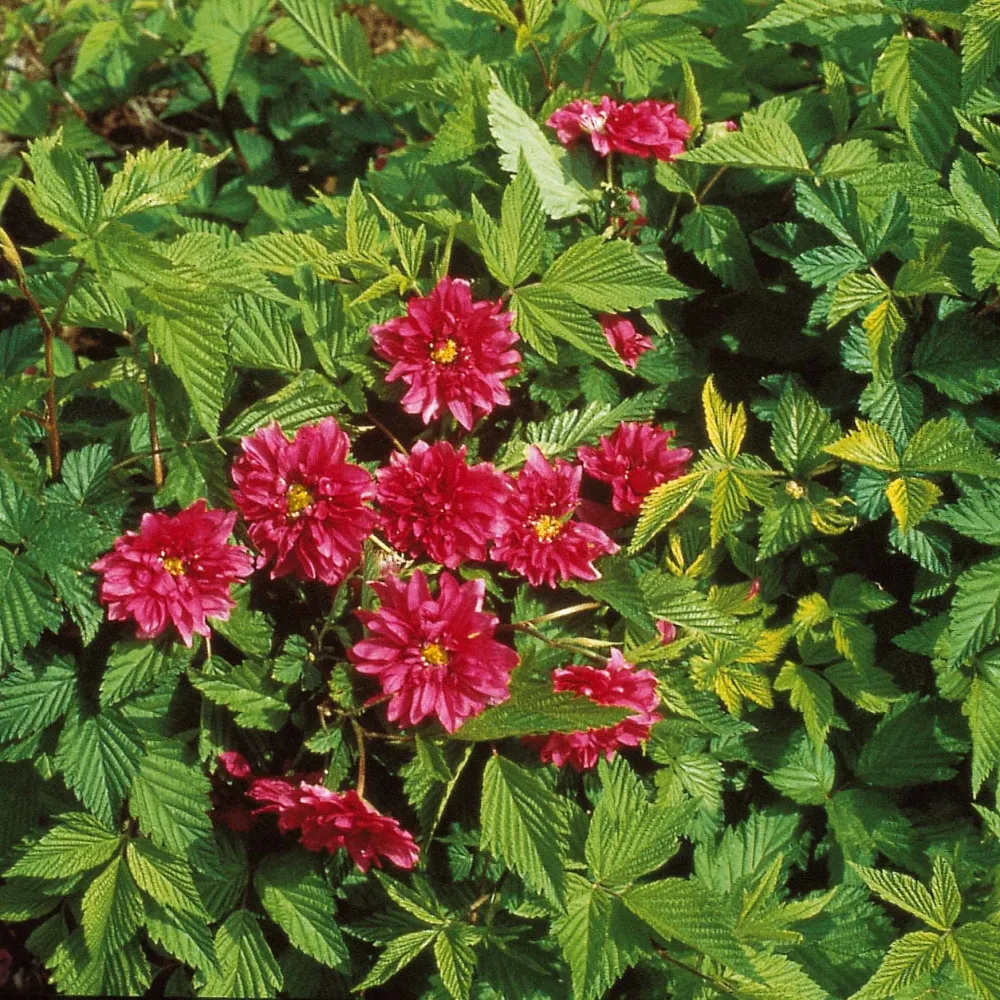 Ronce d'ornement Olympic Double Rubus spectabilis olympic double