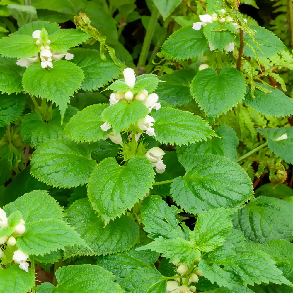 Lamier orvale Lamium orvala album