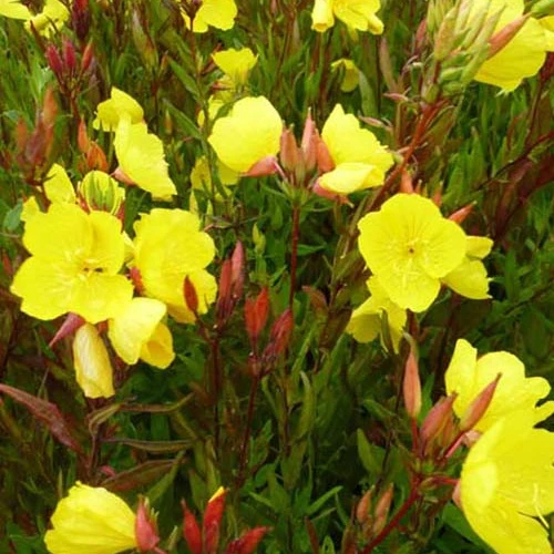 Œnothère glauque - Onagre Oenothera fruticosa ssp glauca