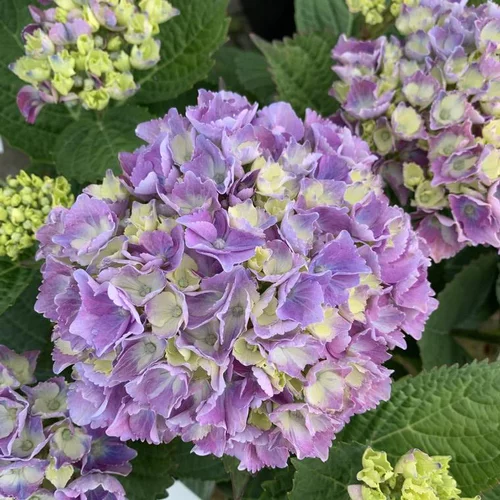 Hortensia Varié. Le pot de 4 litres