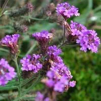 Verbena Venosa - Le pot de 3 litres