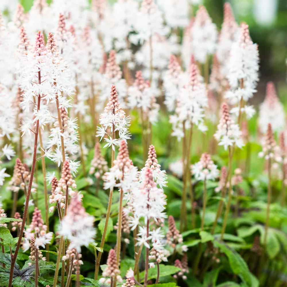 Tiarelle Pink Skyrocket Tiarella Pink Skyrocket