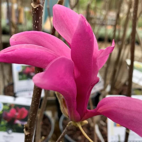 Magnolia de Soulanges Susan rose 125/150. Le pot de 15 litres