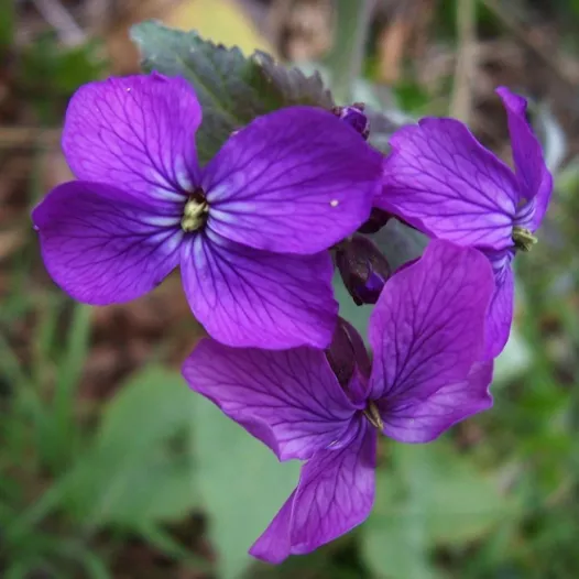 Tuinjudaspenning | Bio en zaadvaste bloemenzaden