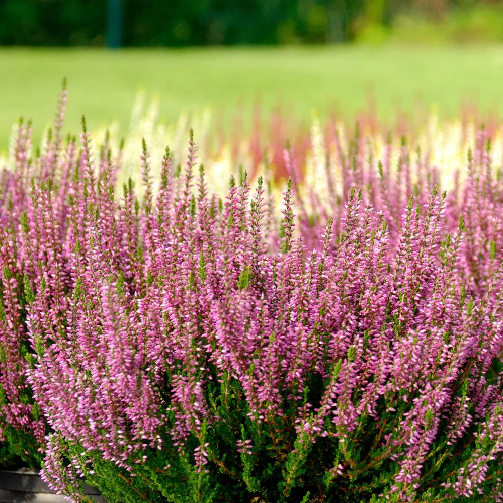 3 Bruyères d'été rose à feuilles vertes Calluna vulgaris